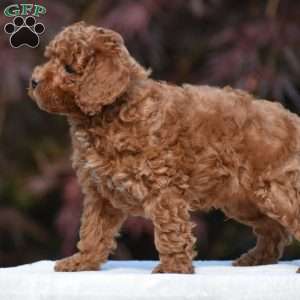 Tyson, Miniature Poodle Puppy